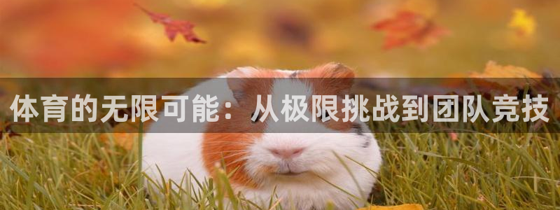 3377体育官网